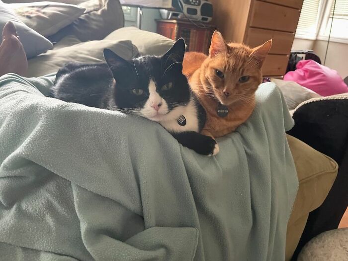 Meet Duke Ellington - A Therapy Cat Who Helps With Anxiety In San Francisco International Airport Meet Duke Ellington - A Therapy Cat Who Helps With Anxiety In San Francisco International Airport