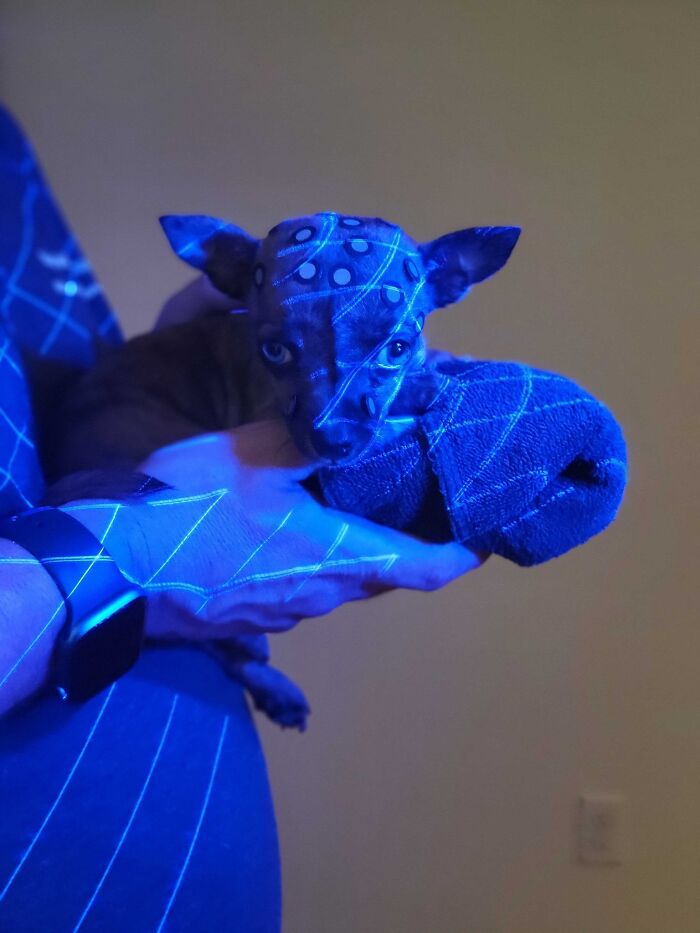 Pup With A Rare And Dangerous Condition Gets A Custom 3D Printed Helmet To Protect Him Pup With A Rare And Dangerous Condition Gets A Custom 3D Printed Helmet To Protect Him
