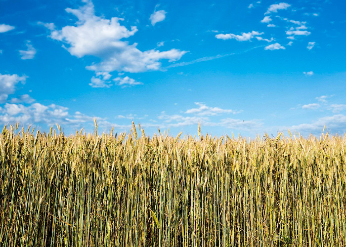 Company Dares Farmer To Take Them To Court Over The Damages They Caused, Regrets It Deeply Company Dares Farmer To Take Them To Court Over The Damages They Caused, Regrets It Deeply
