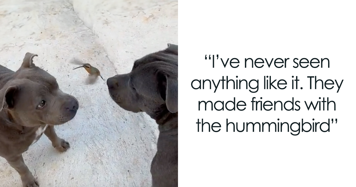 Friendship Between Two Pit Bulls And Wild Hummingbird Is Melting Hearts Online