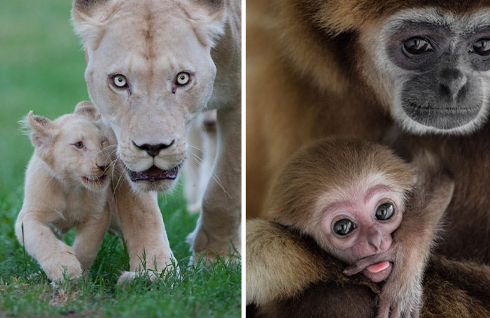 A Tribute To Animal Mothers: My 17 Photos