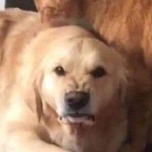 tonimariesantelices avatar