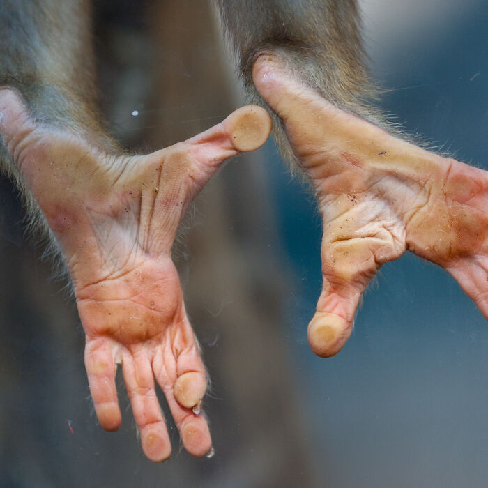 I Took 11 Photos Of Animal Hands