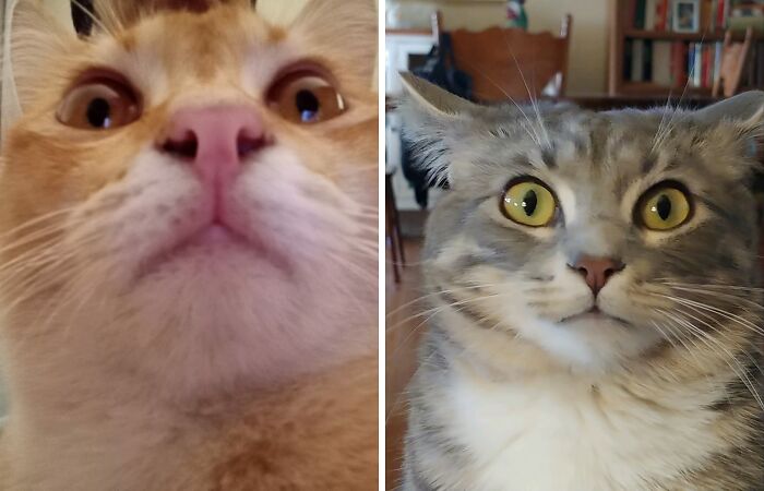 Hey Pandas, Post The Funniest Picture You Can Find Of Your Cat (Closed)