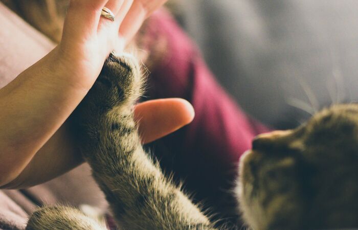 Hey Pandas, Share A Pic Of Your Pet Doing Something Normal Pets Don’t Do (Closed)