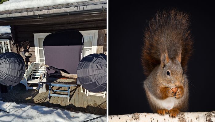 I Wanted To Photograph Squirrels In Studio