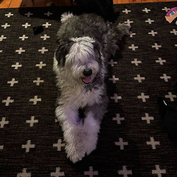 Meet My Old English Sheepdog (8 Pics)