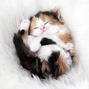 Some Person (She/They)