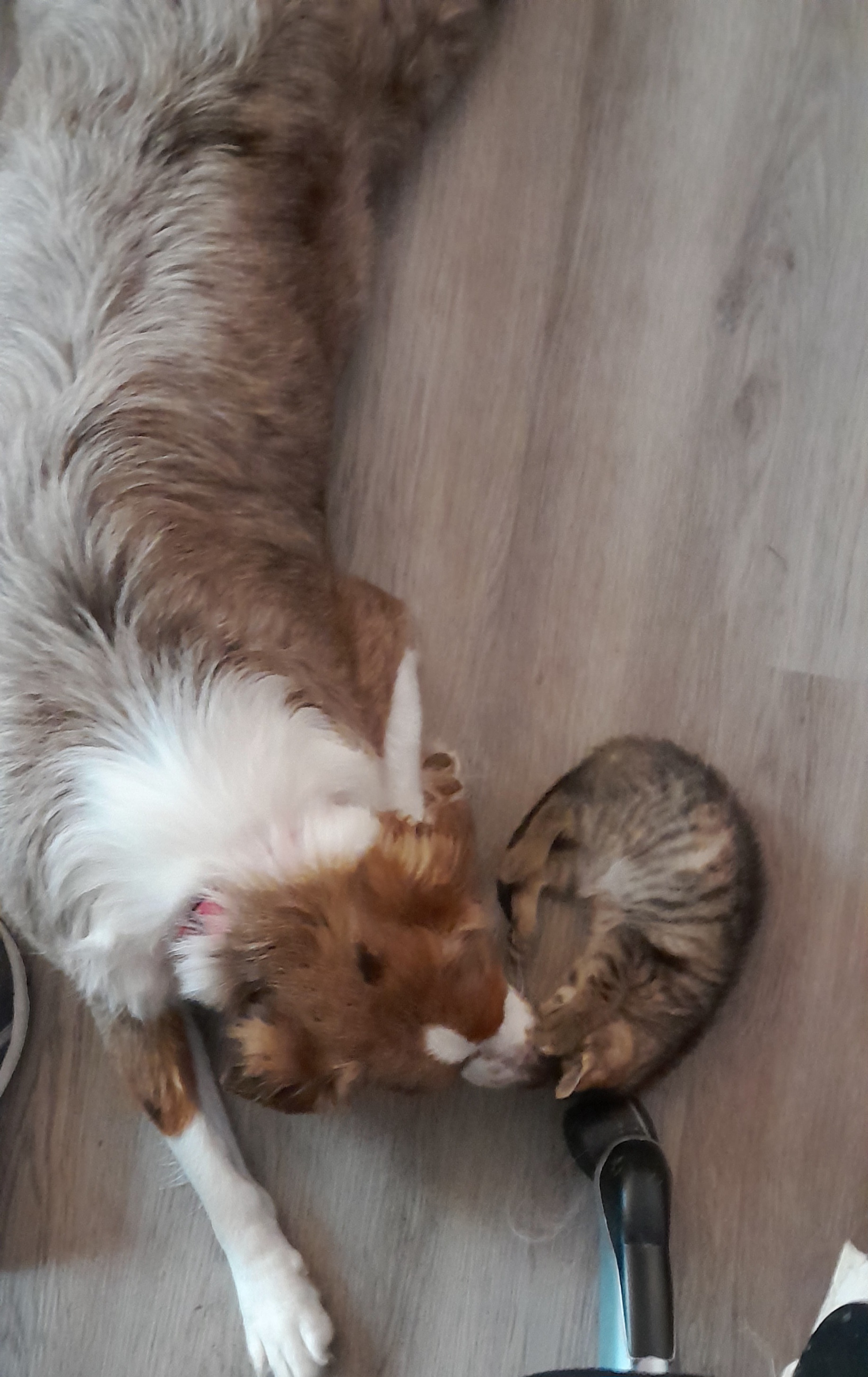 Share A Cute Picture Of Your Cats/Dogs