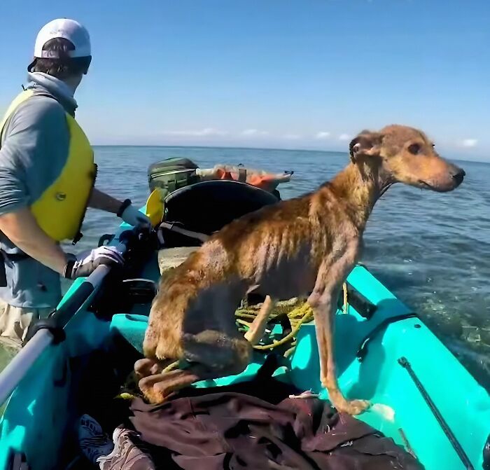Man saves starving dog on a kayak in Belize, both in a blue kayak surrounded by ocean scenery. Man saves starving dog on a kayak in Belize, both in a blue kayak surrounded by ocean scenery.