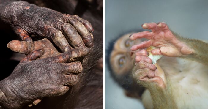I Took 11 Photos Of Animal Hands
