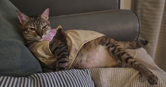 My Ladyship, My Cat, And Her Awesome Self (12 Pics)