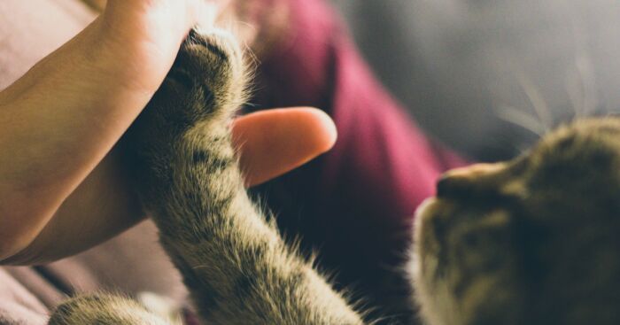 Hey Pandas, Share A Pic Of Your Pet Doing Something Normal Pets Don’t Do (Closed)