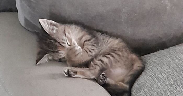 Hey Pandas, Share A Cute Picture Of Your Pet