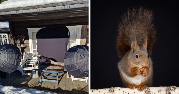 I Wanted To Photograph Squirrels In Studio