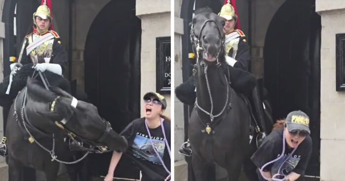 Tourist Bitten By King’s Guard Horse After Ignoring Warnings And Getting Too Close