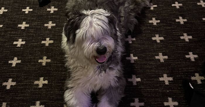 Meet My Old English Sheepdog (8 Pics)