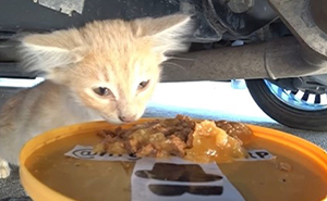 Guy Uses A Drone And Remote Control Car To Find And Feed Cats In Need (60 Pics)