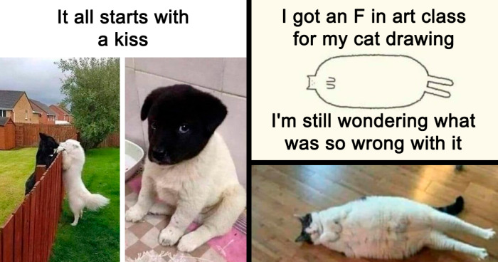 50 Times Animal Pics Were Just A Funny Meme Waiting To Happen