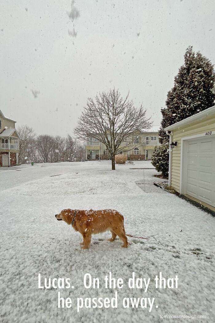 A Painting Of My Golden Retriever That Went Viral And Changed My Life Forever A Painting Of My Golden Retriever That Went Viral And Changed My Life Forever