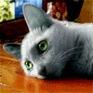 robert-hernler avatar