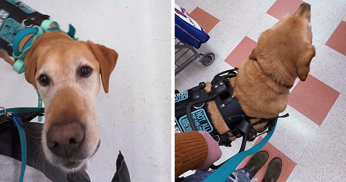 Netizens Have Their Hearts Melt As This Mom Wholesomely Stops Her Girl From Petting Service Dog