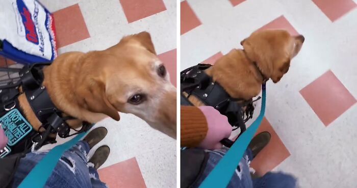 Netizens Have Their Hearts Melt As This Mom Wholesomely Stops Her Girl From Petting Service Dog