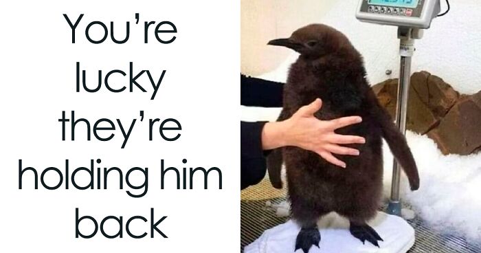 This IG Page Is Notorious For Sharing Hilarious Animal Posts, Here Are 50 Of The Best