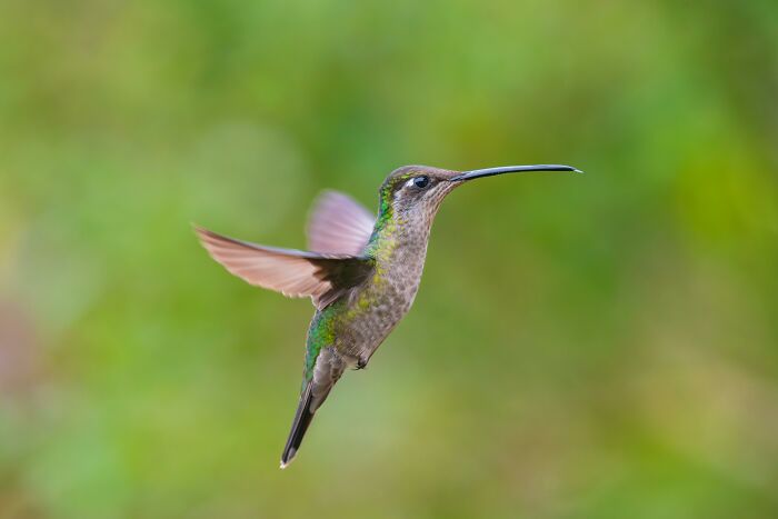 Friendship Between Two Pit Bulls And Wild Hummingbird Is Melting Hearts Online Friendship Between Two Pit Bulls And Wild Hummingbird Is Melting Hearts Online
