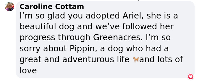 6-Legged ‘Mermaid’ Dog Was Finally Adopted By Surf Instructors For People With Disabilities 6-Legged ‘Mermaid’ Dog Was Finally Adopted By Surf Instructors For People With Disabilities