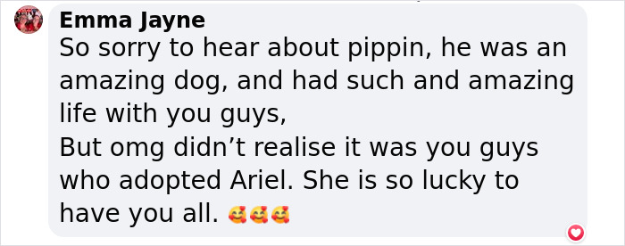 6-Legged ‘Mermaid’ Dog Was Finally Adopted By Surf Instructors For People With Disabilities 6-Legged ‘Mermaid’ Dog Was Finally Adopted By Surf Instructors For People With Disabilities