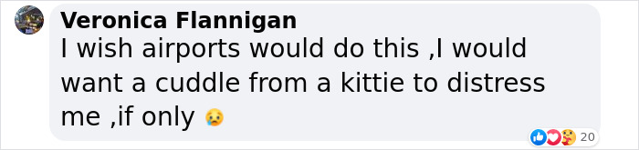 Meet Duke Ellington - A Therapy Cat Who Helps With Anxiety In San Francisco International Airport Meet Duke Ellington - A Therapy Cat Who Helps With Anxiety In San Francisco International Airport