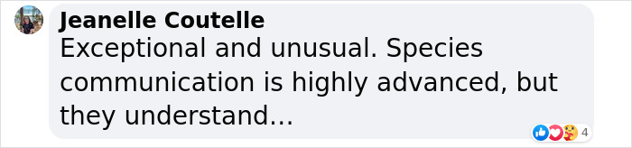 Friendship Between Two Pit Bulls And Wild Hummingbird Is Melting Hearts Online Friendship Between Two Pit Bulls And Wild Hummingbird Is Melting Hearts Online