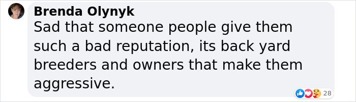 Friendship Between Two Pit Bulls And Wild Hummingbird Is Melting Hearts Online Friendship Between Two Pit Bulls And Wild Hummingbird Is Melting Hearts Online