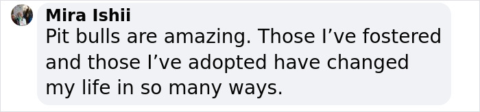 Friendship Between Two Pit Bulls And Wild Hummingbird Is Melting Hearts Online Friendship Between Two Pit Bulls And Wild Hummingbird Is Melting Hearts Online