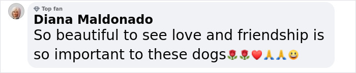 Friendship Between Two Pit Bulls And Wild Hummingbird Is Melting Hearts Online Friendship Between Two Pit Bulls And Wild Hummingbird Is Melting Hearts Online