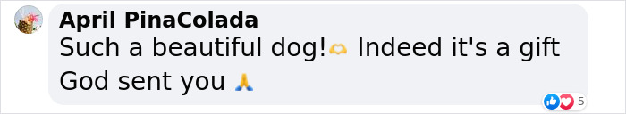 A Woman Lays Her Dear Old Dog To Rest When Suddenly Abandoned Puppy Appears Out Of Nowhere A Woman Lays Her Dear Old Dog To Rest When Suddenly Abandoned Puppy Appears Out Of Nowhere