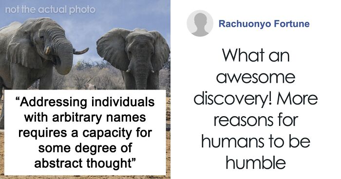 Scientists Say Elephants May Have Their Own ‘Names’ For Each Other, And Netizens Are Very Intrigued