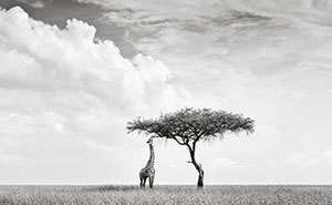 Roaring Nights And Stunning Safari Days: My 21 Photos From Kenya