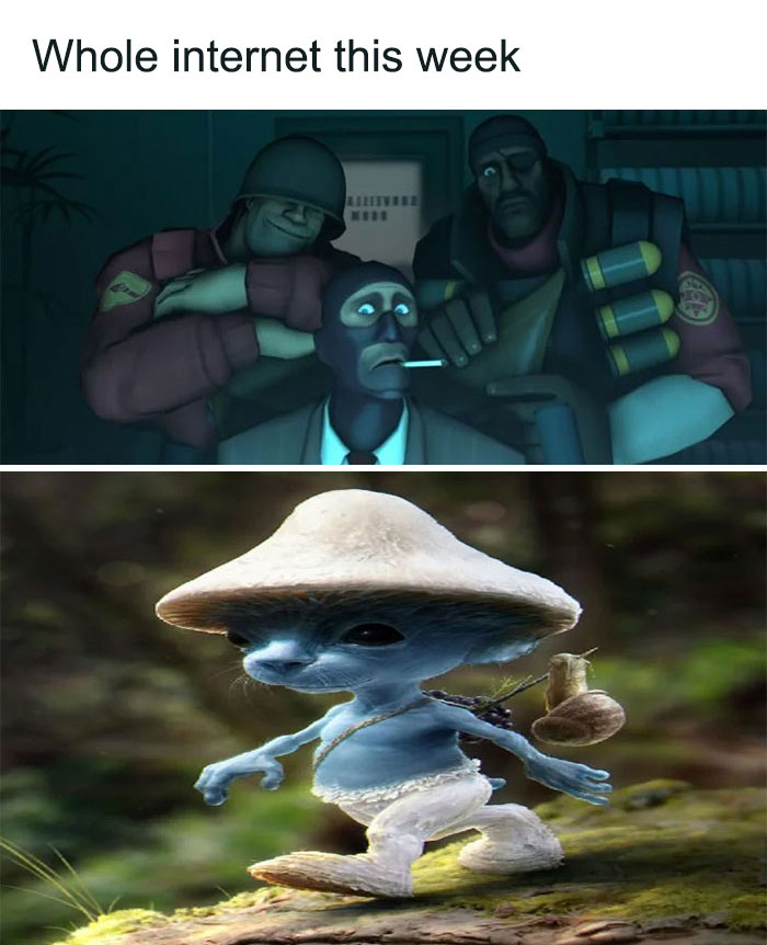 Smurf Cat: Why Is Everyone on TikTok Obsessing Over It? | Bored Panda