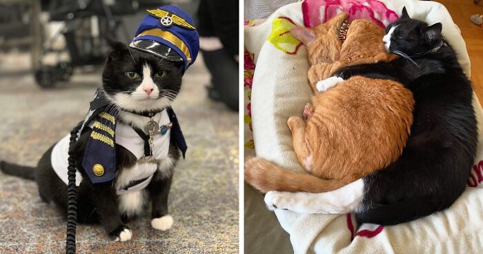 Meet Duke Ellington – A Therapy Cat Who Helps With Anxiety In San