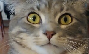 Hey Pandas, Post The Funniest Picture You Can Find Of Your Cat