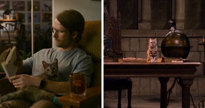 30 Times Cats Were Spotted In A Movie, Uncovered By This Account (New Pics)