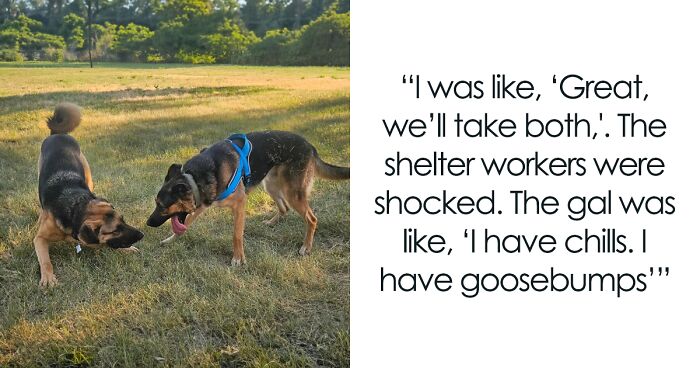 Family Went To Adopt One Dog, Found Out He Has A Best Friend, Decides To Adopt Both