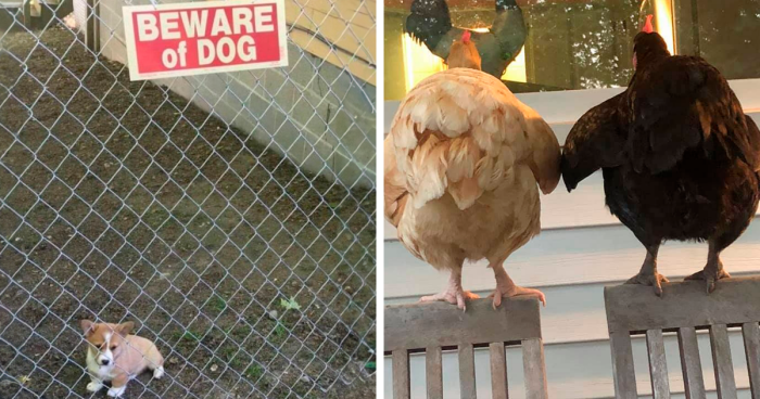 50 Feel-Good Photos To Cheer You Up