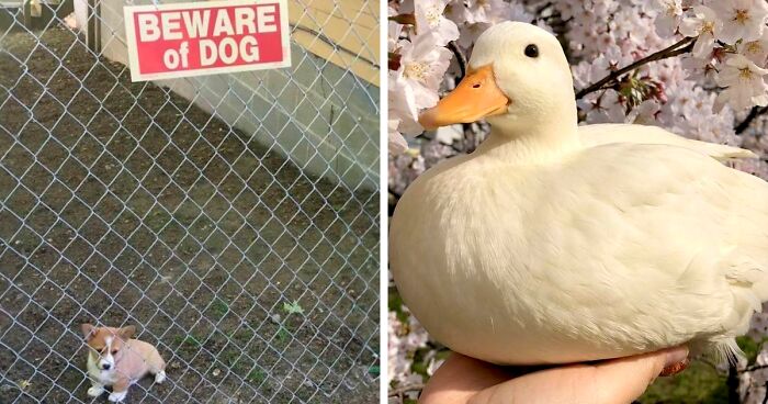 50 Feel-Good Photos To Cheer You Up