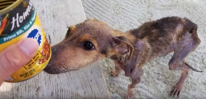 A man offers food to a starving dog on a remote island in Belize. A man offers food to a starving dog on a remote island in Belize.