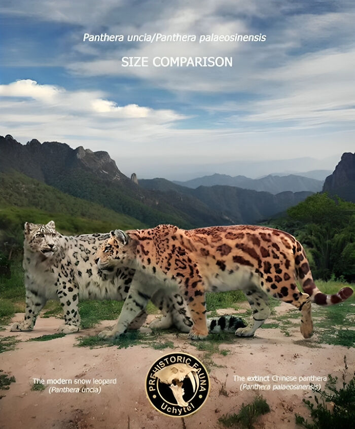 Leopard Extinction Rater This Artist Compares The Sizes Of Extinct Species With Their Modern ...