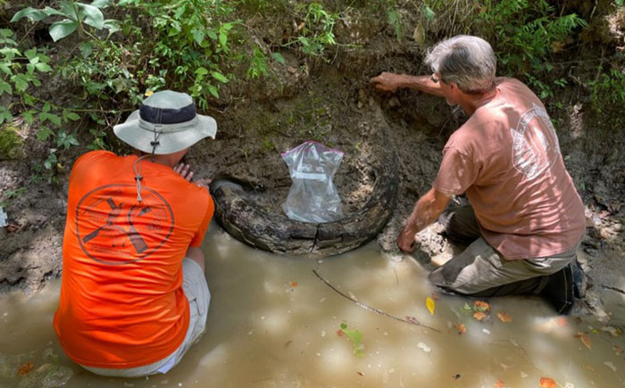 Man Goes Viral Online After His Exploration Walk Turns Into A Massive Mammoth Tusk Discovery Man Goes Viral Online After His Exploration Walk Turns Into A Massive Mammoth Tusk Discovery