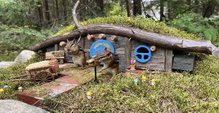 I Turned Tree Stumps Into A Chipmunk Village During The Pandemic I Turned Tree Stumps Into A Chipmunk Village During The Pandemic